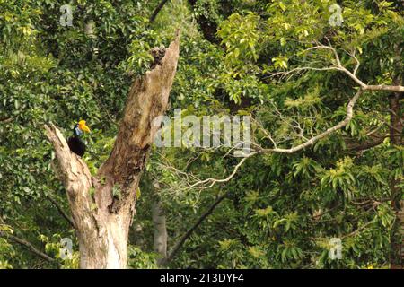 Ein Noppenhornschnabel (Rhyticeros cassidix) sitzt auf einem toten Baum in einem Regenwaldgebiet in der Nähe von Mount Tangkoko und Duasudara (Dua Saudara) in Bitung, Nord-Sulawesi, Indonesien. Ein neuer Bericht der Wildlife Conservation Society hat ergeben, dass tropische Wälder mit hoher Integrität schätzungsweise rund 3,6 Milliarden Tonnen CO2 pro Jahr (netto) aus der Atmosphäre entfernen und speichern. aber um sie zu schützen, müssen die Stakeholder die großen Fruchtfresser retten. großkörperige Wildtierarten, insbesondere Fruchtfresser wie Primaten, Nashornvögel und andere, verteilen große Samen von Baumarten mit... Stockfoto