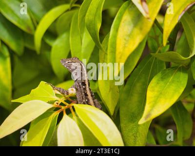 Weibliche braune Anolis sagrei (Anolis sagrei) in einem leuchtend grünen Sträucher in einem botanischen Garten in Kauai, Hawaii. Ausdrucksstarker, skeptischer Gesichtsausdruck. Stockfoto