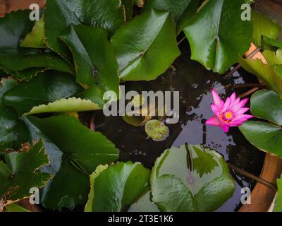 Zen-Bild von oben nach unten auf Seerose mit grünen Blättern und einer leuchtend rosa Blume in einem Containerteich in einem tropischen botanischen Garten in Kauai, Hawaii. Stockfoto