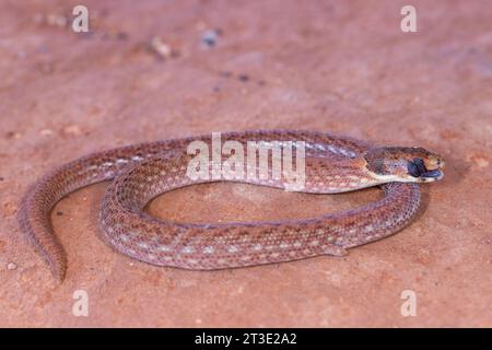 Australisches Östliches Haubenputzauge mit Zunge Stockfoto