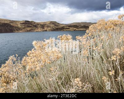 Dramatisches Bild der Wüstenlandschaft coulee auf dem Columbia River im Osten von Washington im pazifischen Nordwesten. Bewölkter Himmel mit getrockneten Pflanzen. Stockfoto