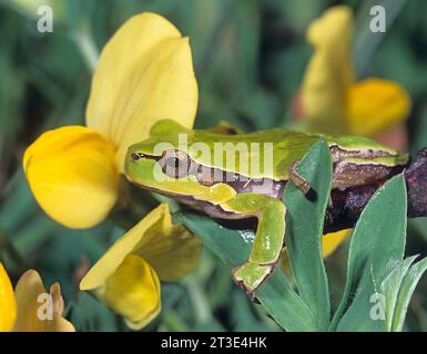 Gemeiner Baumfrosch an blühenden Drachenzahnpflanzen. Hyla arborea, Tetragonoglobus maritimus Austria, Neusiedler See, Nationalpark Neusiedler See Stockfoto