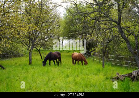 Zwei weidende Pferde stehen wie Spiegelbild auf einem Feld mit Bäumen Stockfoto