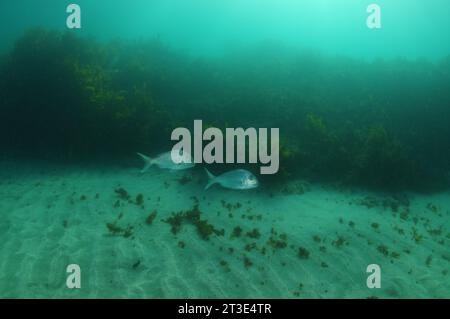 Zwei australasische Schnapper Pagrus auratus schwimmen nacheinander über flachem Sandboden mit Seetang bedeckt Riff dahinter. Lage: Leigh New Stockfoto