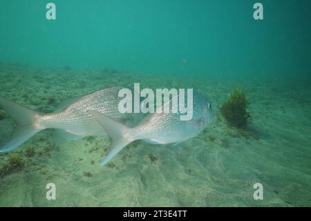 Zwei australasische Schnapper Pagrus auratus schwimmen dicht nebeneinander über flachem Boden bedeckt mit grobem Sand. Ort: Leigh Neuseeland Stockfoto