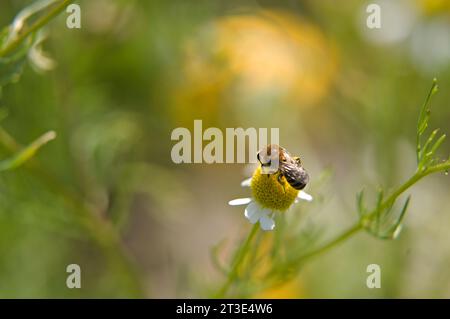 Kleine Biene, die auf einer einzigen Kamille sitzt Stockfoto