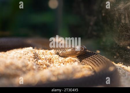 Nahaufnahme einer indochinesischen Spuckkobra, die in das Schmelzstadium eindringt. Die Augen der Schlange waren bewölkt, weil sie in die Schmelzphase eintrat. Stockfoto