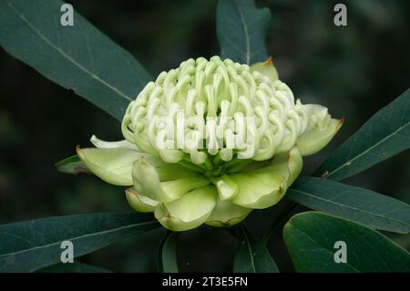 Weiße Waratah „Wirrimbirra White“ (Telopea speciosissima), fotografiert im Garten in Black Rock, Victoria, Australien, September 2023. Stockfoto