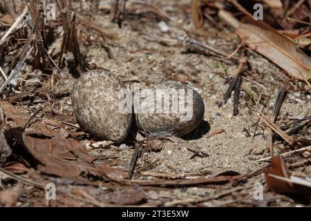 Buschstein-Bracheier in Bodennest in restaurierter Vegetation, fotografiert in Wonga, Far North Queensland, Australien Stockfoto