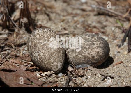 Buschstein-Bracheier in Bodennest in restaurierter Vegetation, fotografiert in Wonga, Far North Queensland, Australien Stockfoto