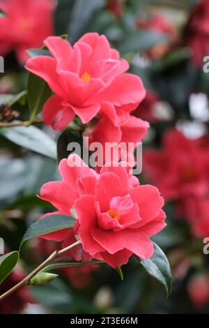 Camellia x williamsii Freedom Bell, kleine hellrote, glockenförmige halbdoppelte Blüten Stockfoto