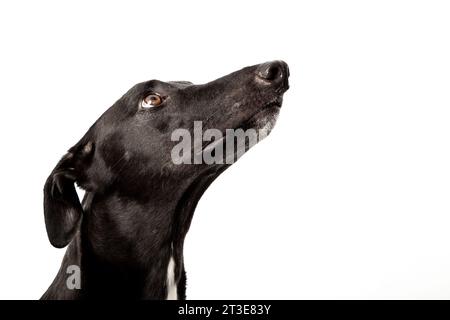 Schwarzer windhund mit weißem Hintergrund Stockfoto