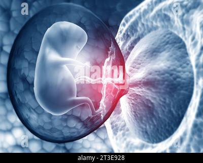 Menschlicher Fetus im Gebärmutterleib. 3D-Rendering Stockfoto