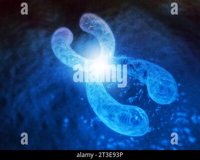 Chromosomen mit DNA, X-Chromosomen, Genetik-Konzept. 3D-Rendering Stockfoto