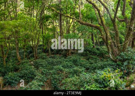 Eine Bio-Kaffeefarm in den Bergen von Panama, Boquete, Chiriqui Highlands – Stockfoto Stockfoto