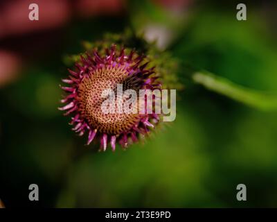 Melancholische Distel (Cirsium heterophyllum) in der Nähe der Mukerwiese, mit ihren Heuscheunen und Trockenmauern, die das charakteristische für diese blumenreichen Heuwiesen sind. Stockfoto