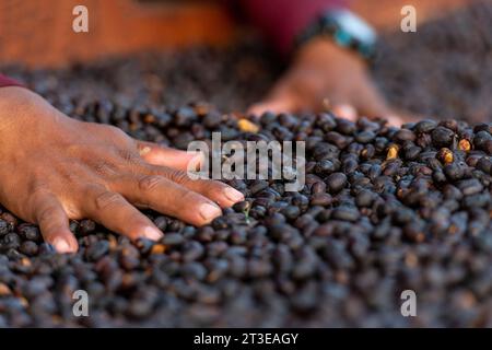 Ein Arbeiter sortiert die geernteten Kaffeebohnen beim Trocknen, Kaffeeplantage, Chiriqui Highlands, Panama - Stockfoto Stockfoto