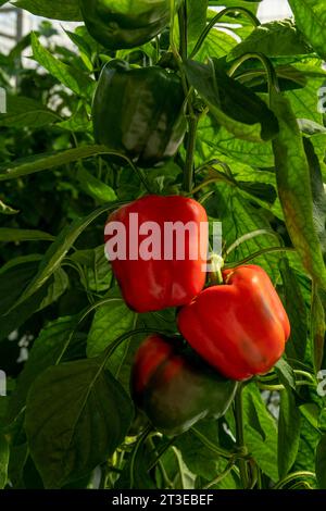 Rote Paprika, die auf der Plantage angebaut werden – Stockfoto Stockfoto