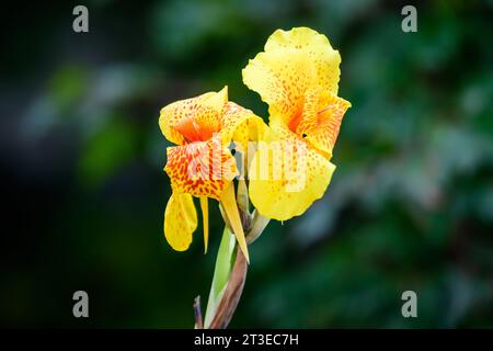 Lebhaft gelbe Blüten der Canna indica, allgemein bekannt als Indian Shot, African ARROWRoot, essbare Canna, lila ARROWRoot oder Sierra Leone ARROWRoot, in s Stockfoto