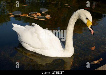 Ein weißer Schwan schwimmt auf dem Wasser. Herbstlaub Stockfoto