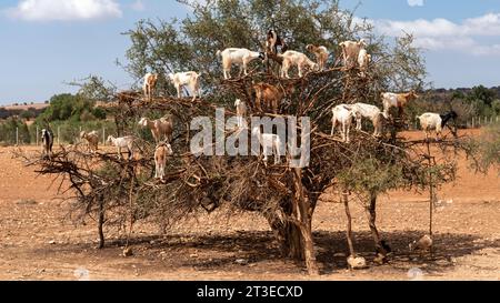 Ziegen auf einem Arganbaum auf dem Weg zwischen Marrakesch und Essaouira in Marokko. Afrika Stockfoto