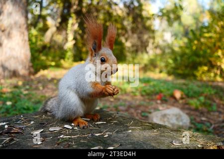 Ein graues Waldhörnchen isst Samen auf einem Baumstamm. Herbstwald. Seitenansicht Stockfoto