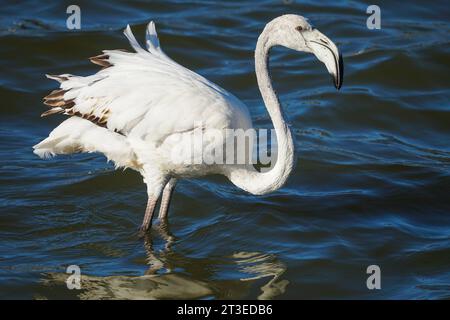 Großer Flamingo (Phoenicopterus roseus) Jungvogel oder Jungwild aus der Nähe oder Makrostand im Wasser mit gerafften weißen Federn in Westkap Stockfoto