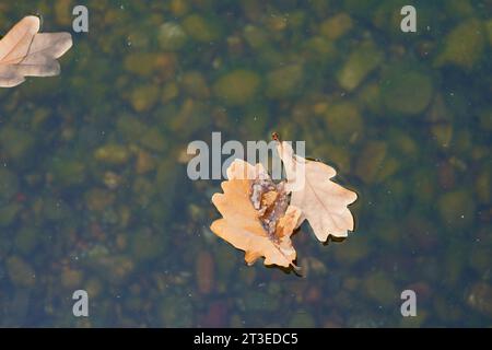 Trockene Eichenblätter schwimmen im Wasser. Herbstarten Stockfoto