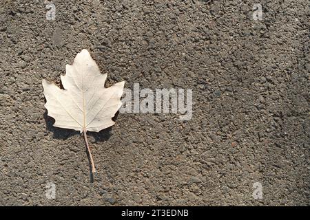 Weißes Pappelblatt auf grauem Asphalt, Draufsicht Stockfoto