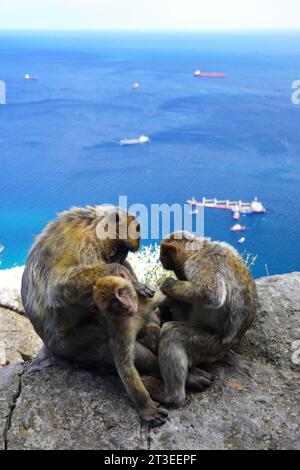 Großbritannien, Gibraltar: Familie der Berbermakaken (macaca sylvanus) auf dem Felsen. Pflege Stockfoto