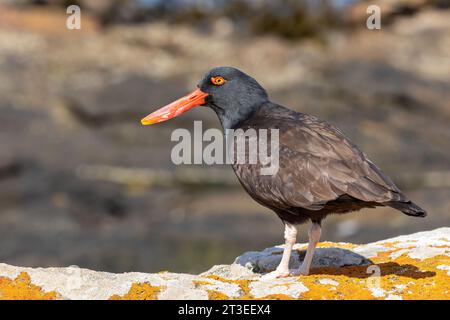 Schwarzer Austernfänger, Haematopus ater, erwachsener Vogel entlang einer felsigen Küste. Carcass Island, Falklandinseln November Stockfoto