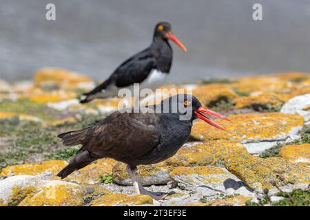 Schwarzer Austernfischer, Haematopus ater, Vogelalarm für Erwachsene, der an einer zerklüfteten Falklandküste ruft, wenn ein Magellan Austernfischer zu nahe kommt. Carcas Stockfoto