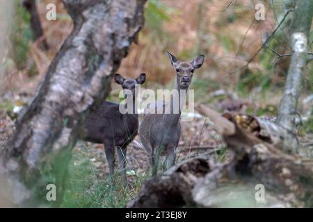 Ein Paar Sika-Hirsche (Hahnenhirsche) - Cervus Nippon. Stockfoto