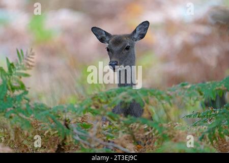 Portriat eines Sika-Hirsches (Hind) - Cervus Nippon Stockfoto