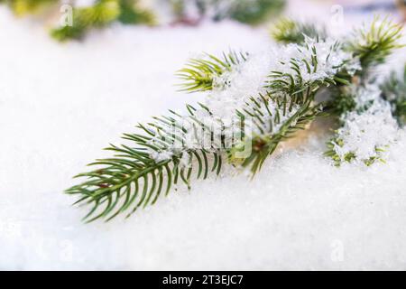 Schneebedeckter Zweig. Fichtenzweig im Schnee Stockfoto