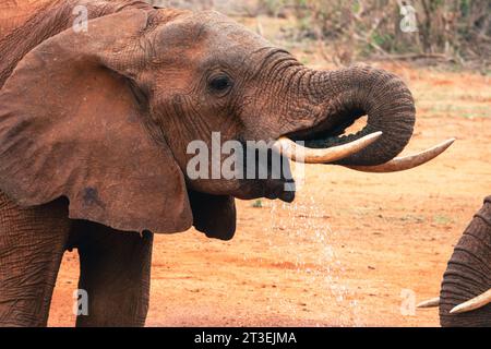 Nahaufnahme von Elefanten, die Wasser trinken, im Tsavo East National Park, Kenia Stockfoto