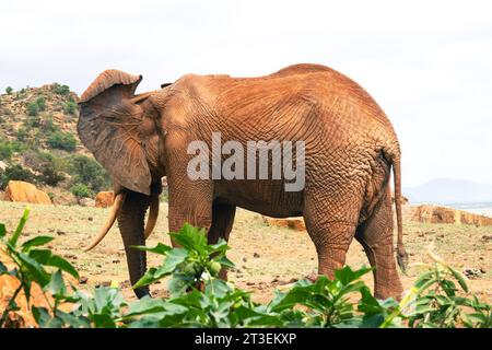 Nahaufnahme der Rückseite afrikanischer Elefanten mit Blutgefäßen im Tsavo East National Park, Kenia Stockfoto