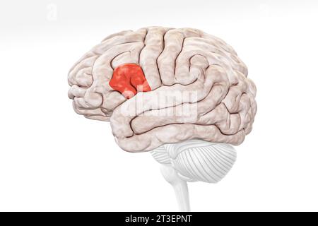 Broca-Bereich in roter Profilansicht isoliert auf weißem Hintergrund 3D-Rendering-Illustration. Menschliche Gehirnanatomie, Neurologie, Neurowissenschaft, Medizin und Stockfoto