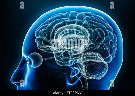 Röntgenbild des menschlichen Gehirns 3D-Rendering-Illustration in Nahaufnahme. Anatomie, Neurologie, Neurowissenschaft, Medizin und Gesundheitswesen, Biologie, Wissenschaftskonzept. Stockfoto