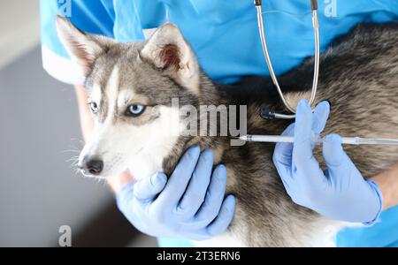 Tierarzt Arzt in Handschuhen gibt Injektion Hund Nahaufnahme Stockfoto