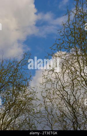 Drachen kratzen Weidenzweige mit neuen Blättern und Blumen am blauen Himmel - lateinischer Name - Salix matsudana Tortuosa. Stockfoto