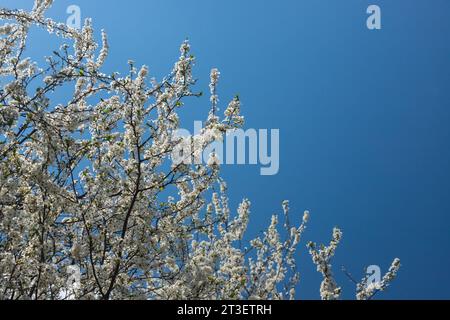 Selektiver Fokus auf wunderschöne Zweige von Pflaumenblüten auf dem Baum unter blauem Himmel, wunderschöne Sakura Blumen während der Frühlingssaison im Park, Floral p Stockfoto