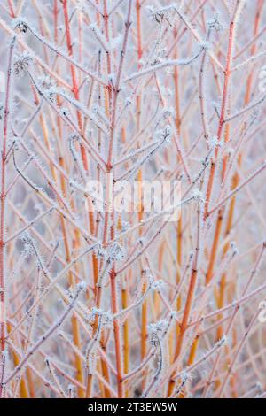 Cornus sanguinea Mitwinterfeuer, Hartholz Mitwinterfeuer, frostbedeckte orange-rote Stiele im Winter Stockfoto