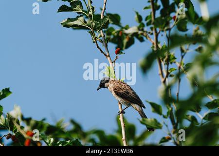 Der rußköpfige Bulbul-Vogel gehört zur Familie der Pycnonotidae und sitzt auf dem Baum Stockfoto