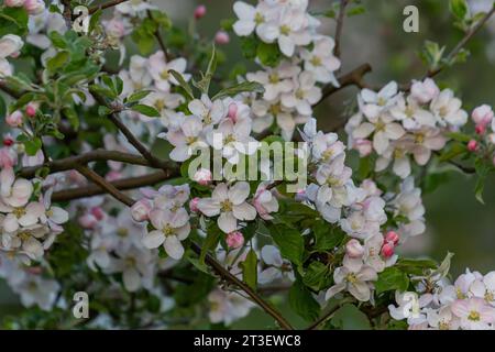 Blütenknospen, Blumen und grüne junge Blätter auf einem Apfelzweig. Nahaufnahme von rosa Knospen und Blüten eines Apfelbaums auf einem verschwommenen Bac Stockfoto