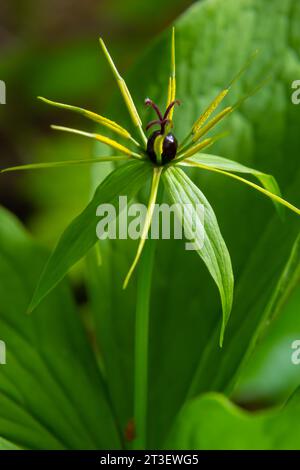 Pariser Quadrifolie. Blume aus der Nähe der giftigen Pflanze, Kräuter-paris oder der Knoten wahrer Liebhaber. Blühendes Gras Paris. Krähenauge oder Rabenauge, poiso Stockfoto