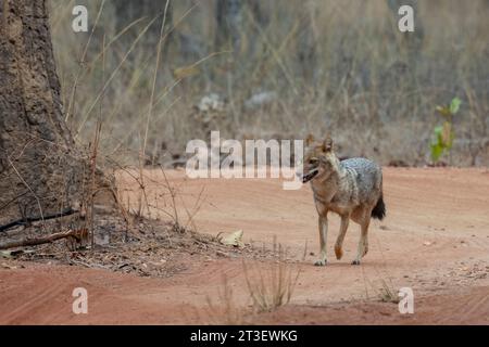 Asiatischer Jackal (Canis Aureus), Bandhavgarh-Nationalpark, Indien. Stockfoto