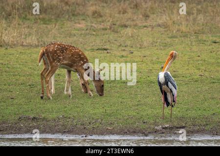 Achs-Hirsche (Cervus-Achse) auf der Weide und ein gemalter Storch (Mycteria leucocephala), Bandhavgarh-Nationalpark, Indien. Stockfoto