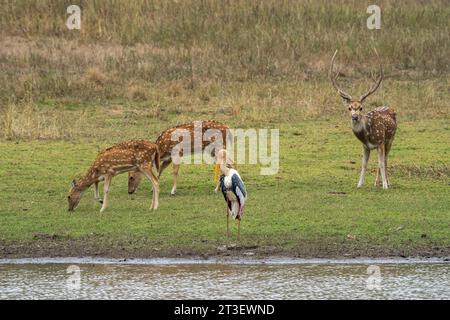 Achs-Hirsche (Cervus-Achse) auf der Weide und ein gemalter Storch (Mycteria leucocephala), Bandhavgarh-Nationalpark, Indien. Stockfoto