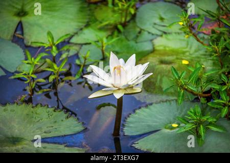 Nahaufnahme von Wasserlilienlotus im Okavango-Delta Botswana Stockfoto